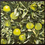 Mustafa Boğa, The Chimney, 2025