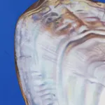 Fawn Rogers, Our Lady Guadalupe, 2020