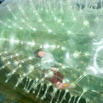 FENG Li, Amber, 2018