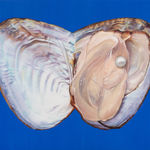 Fawn Rogers, Our Lady Guadalupe, 2020