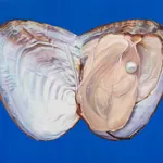 Fawn Rogers, Our Lady Guadalupe, 2020