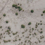 Liu Xin, teratoma, 2019