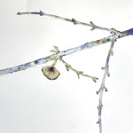 Marilla Palmer, Willow, Willow, 2017