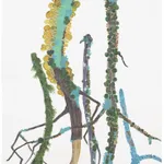 Katie DeGroot, Little Limb II, 2025