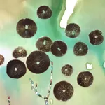 Marilla Palmer, Dangling Iris, 2013