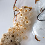 Nancy Cohen, Approaching The Tree, 2023-24