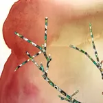 Marilla Palmer, Dangling Iris, 2013