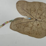 Marilla Palmer, Curling Upwards, 2015