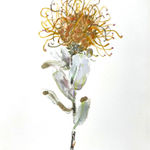 Katie DeGroot, Protea, 2023