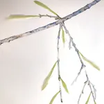 Marilla Palmer, Willow, Willow, 2017