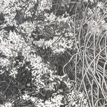 Dale Emmart, Swell, Nocturne for 17, 2017