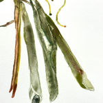 Katie DeGroot, Protea, 2023