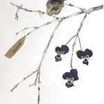 Marilla Palmer, Willow, Willow, 2017