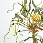 Katie DeGroot, Protea, 2023