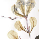 Marilla Palmer, Passionflower, Iris and Bee Balm, 2016