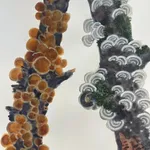 Katie DeGroot, The Brush Off III, 2022