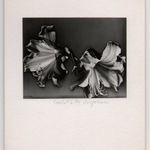 Carlotta Corpron, Woven Light, 1945