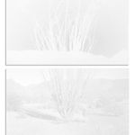 scott b. davis, ocotillo, arizona upland, 2013