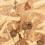 Julius von Bismarck, We Were All Naked (Red Elephant Ear), 2023