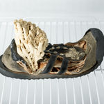 Nicolás Lamas, Eco-extinction, 2022