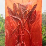 Julius von Bismarck, We Were All Naked (Red Elephant Ear), 2023