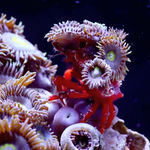 Anne Duk Hee Jordan, Five ordinary clone brains of James Lovelock, 2023