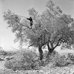 Micha Bar-Am, Paratroopers on Temple Mount, Jerusalem, 1967