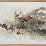 Lucy Newton, Young Stag