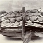 Charles Jones, Cabbage, Flower of Spring, c.1900