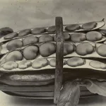 Charles Jones, Cabbage, Flower of Spring, c.1900