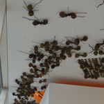 Rafael Gomez Barros, Specialty of the House Series, 2011