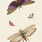 Nicolaas Struyck (1686-1769)