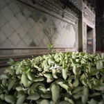 Hai Zhang, Harlem, Feb 15, 2019, Feb 15,