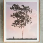 Lindsay Blamey, Morning Tree