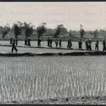 Peasants in Thai Binh Province on their way to work in the rice fields after the lunch time siesta.