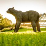 Kendra Haste MRSS, Walking Bengal Tiger, 2001