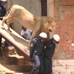 Javier Téllez, El león de Caracas, 2002