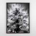 Marie-Jeanne Musiol, Nébuleuses végétales no 9 (Géranium), 2018