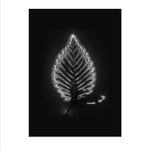 Marie-Jeanne Musiol, Miroir du cosmos (vidéo), 2006