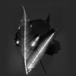 Marie-Jeanne Musiol, Miroir du cosmos (vidéo), 2006