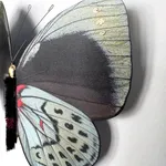 Tori Woolley, Losing Your Marbles 1