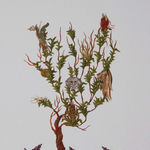 Saliha Beyza Umurca, Doğadan Yansıyan / Reflection of the Nature