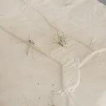 Luca Sára Rózsa, Fire, 2026