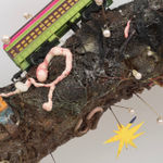 Shani Strand, Autonomous, 2024