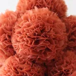 Sofie Aaldering, Early spring pompom