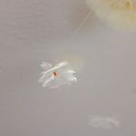 Sofie Aaldering, Orange Pompom