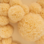 Sofie Aaldering, Orange Pompom