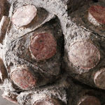 Frits Achten, Larveae 1