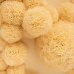 Sofie Aaldering, Orange Pompom