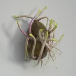 Stefan Gross, EDITIONS - Power plant